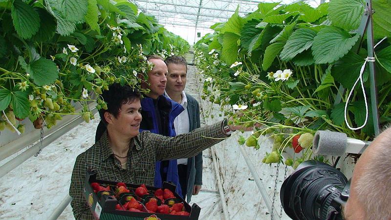 Elianny eerste veiling Fruitmasters Koningsplant john ard leon Vissers aardbeiplanten BV America (19).JPG